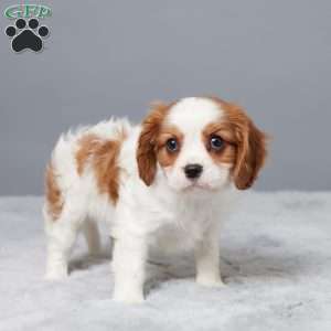 Nina, Cavalier King Charles Spaniel Puppy